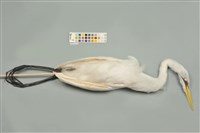 藏品(中白鷺)的圖片